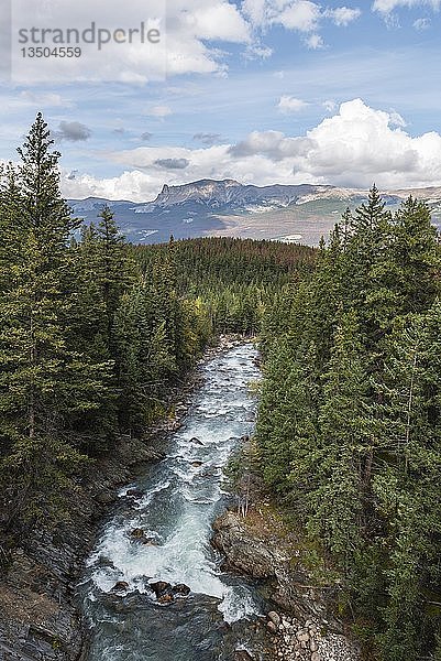 Fluss in einem Wald  Banff National Park  Alberta  Kanada  Nordamerika
