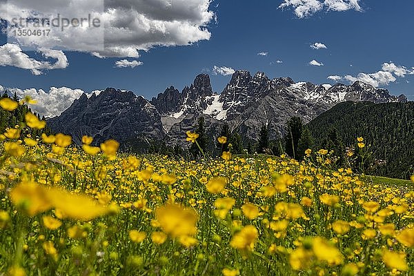 Gelbe Blumenwiese vor Bergpanorama mit Kristallo-Massiv  Hahnenfuß (Ranunculus)  Plätzwiese  Fanes-Nationalpark  Toblach  Dolomiten  Italien  Europa