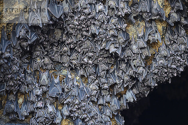 Hunderte von Fledermäusen in einer Höhle über dem Altar  Tempel der Fledermäuse oder Goa Lawah  Bali  Indonesien  Asien