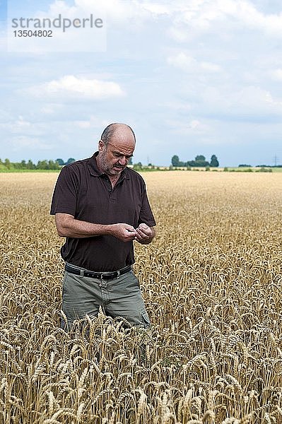 Landwirt steht in einem Kornfeld und untersucht den Weizen