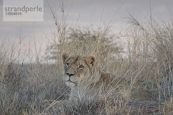 Löwin (Panthera leo)  aufmerksam im Gras liegend und hinausschauend  Hardap-Region  Namibia  Afrika