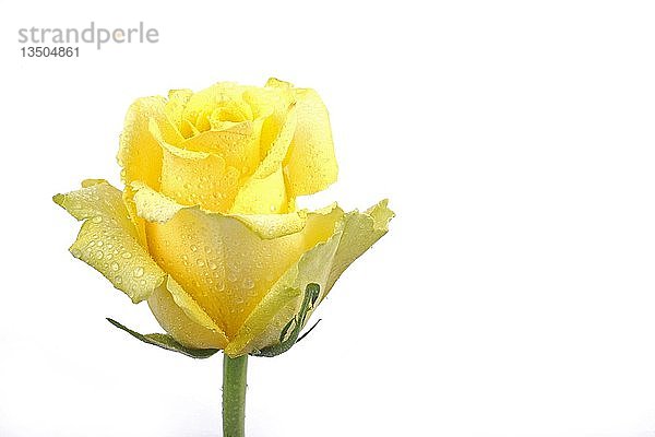 Gelbe Rose (Rosa)  mit Tautropfen