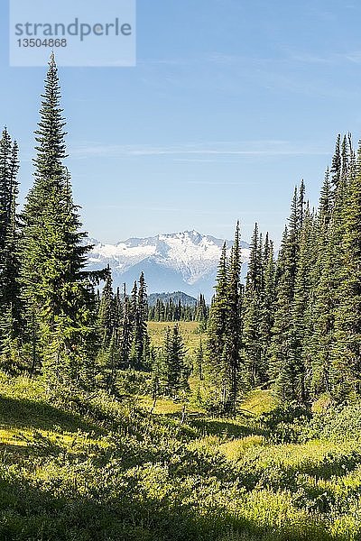 Wald und schneebedeckte Berge  Panorama Ridge Wanderweg  Garibaldi Provincial Park  British Columbia  Kanada  Nordamerika