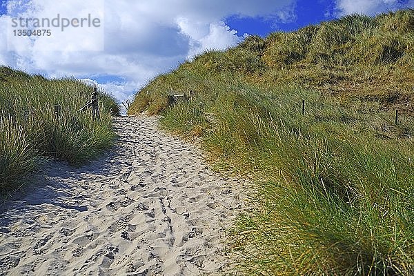 Weg zwischen Sanddünen  Ellenbogen  List  Sylt  Nordfriesische Inseln  Nordfriesland  Schleswig-Holstein  Deutschland  Europa