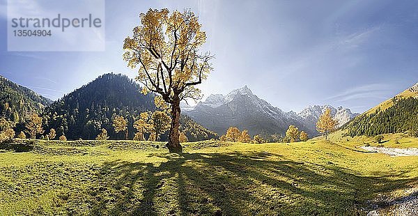 Leuchtend herbstlicher Ahornbaum  lange Schatten  schneebedeckte Berge  Großer Ahornboden  Karwendel  Österreich  Europa