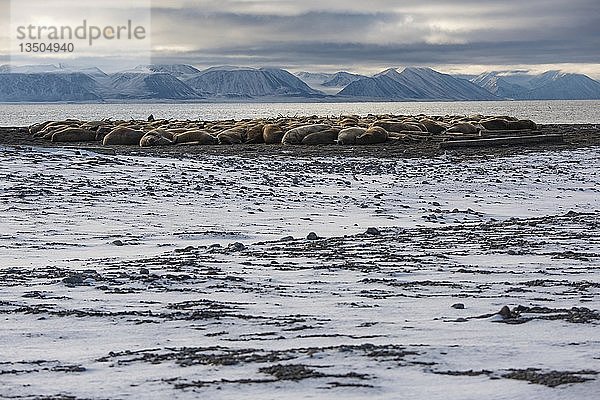 Walrosse (Odobenus rosmarus)  Kolonie am Strand der Insel Moffen  Moffen Nature Reserve  Spitzbergen Archipel  Svalbard und Jan Mayen  Norwegen  Europa