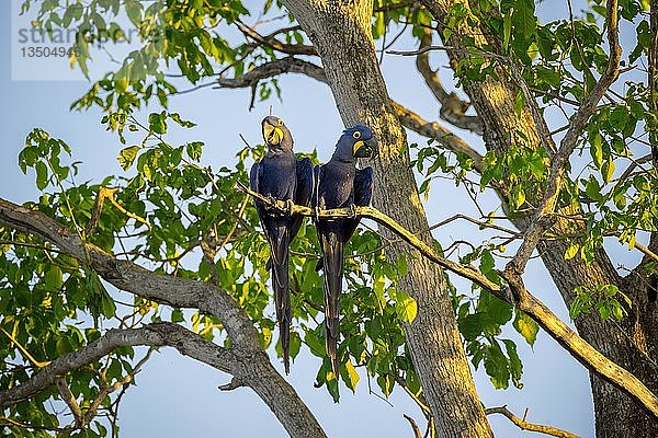 Hyazinth-Aras (Anodorhynchus hyacinthinus)  Tierpärchen im Baum sitzend  Pantanal  Mato Grosso do Sul  Brasilien  Südamerika