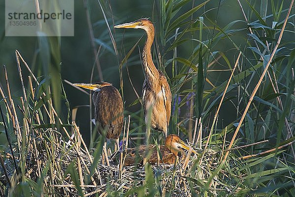 Flügge gewordene Purpurreiher (Ardea purpurea) im Nest im Schilf  Baden-Württemberg  Deutschland  Europa