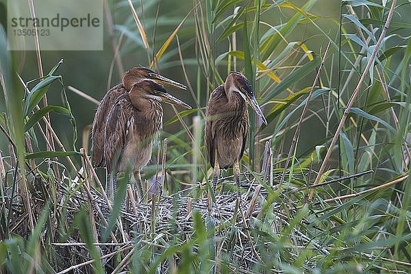 Flügge gewordene Purpurreiher (Ardea purpurea) im Nest im Schilf  Baden-Württemberg  Deutschland  Europa