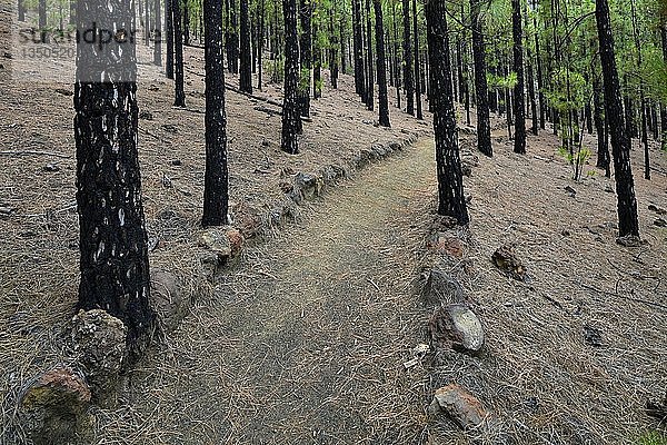 Kiefernwald mit kanarischen Kiefern (Pinus canariensis)  verkohlte Baumstämme nach Waldbrand  Wanderweg um den Vulkan Chinyero  Rundweg  Teneriffa  Kanarische Inseln  Spanien  Europa