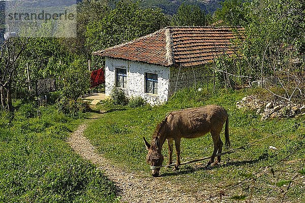 Fischende Esel vor einem kleinen Haus  Pellumbas  Pëllumbas  Qark Tirana  Albanien  Europa