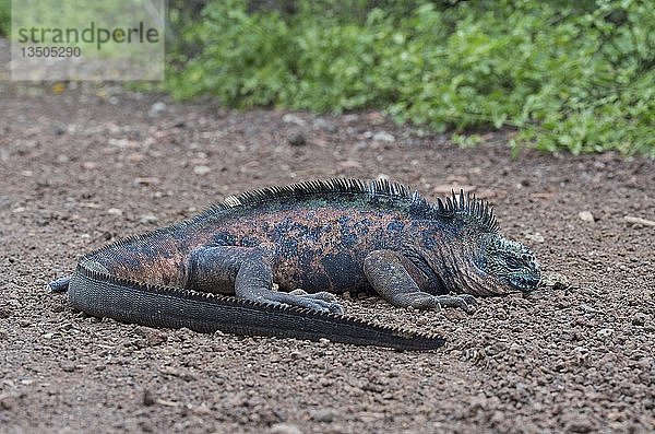 Galapagos-Meeresleguan (Amblyrhynchus cristatus hassi)  Insel Santa Cruz  Galapagos-Inseln  Ecuador  Südamerika