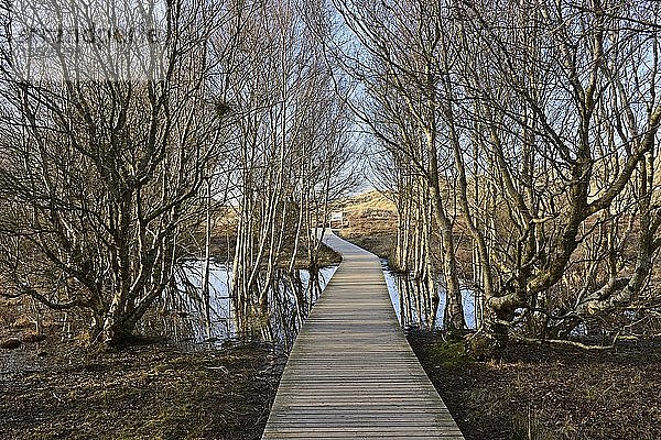 Promenadenweg zwischen Birken und Wasser des Bruchwaldes  Amrum  Nordfriesland  Schleswig-Holstein  Deutschland  Europa