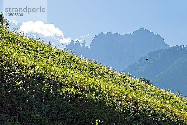 Saftige Bergwiese mit Blick auf die Rosengartenberge  Tiers  Bozen  Italien  Europa