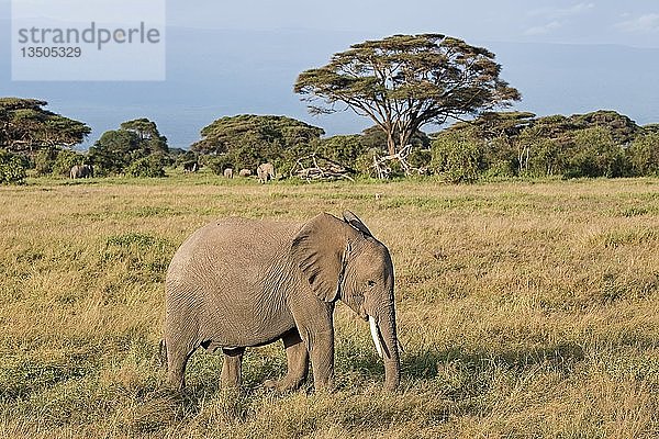 Afrikanischer Elefant (Loxodonta africana)  Jungtier  Amboseli-Nationalpark  Kenia  Afrika