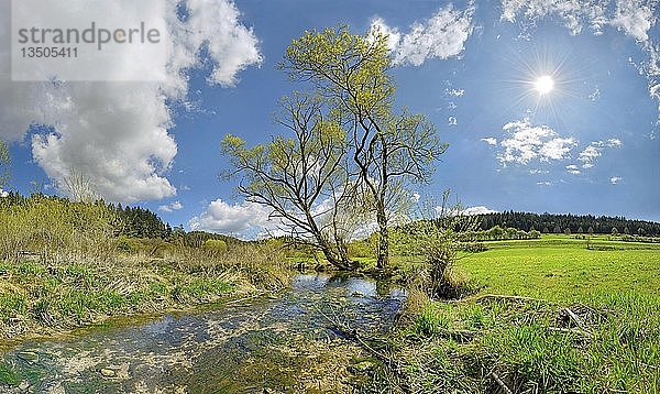 Frühling am idyllischen Bach und Biotop Morsbach  Emsing  Titting  Naturpark AltmÃ¼hltal  Bayern  Deutschland  Europa