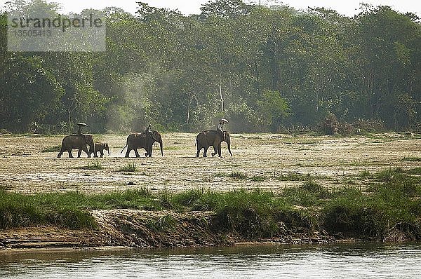 Elefantenritt am Morgen auf dem Rapti-Fluss  Sauraha  Chitwan-Nationalpark  Terai-Tiefland  Nepal  Asien