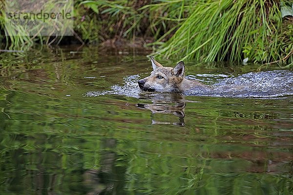 Grauwolf (Canis lupus)  Jungtier schwimmend im Wasser  Pine County  Minnesota  USA  Nordamerika