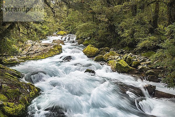 Flusslauf bei den Marian Falls  Fiordland National Park  Te Anau  Südland  Neuseeland  Ozeanien
