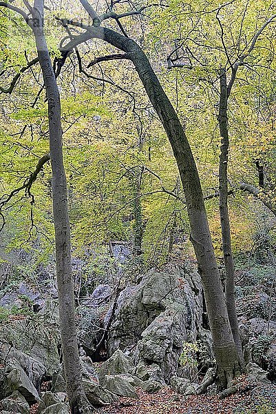 Skurril gewachsene Rotbuche (Fagus sylvatica) am Rande der zerklüfteten Felslandschaft  Laubwald im Herbst  Naturschutzgebiet Felsenmeer  Nordrhein-Westfalen  Deutschland  Europa