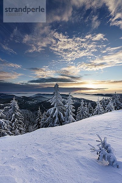 Winterliche Morgenstimmung auf der Hornisgrinde  Schwarzwald  Baden-WÃ¼rttemberg  Deutschland  Europa