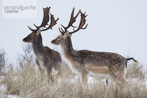 Damhirsch (Dama dama) im Schnee  Nordholland  Niederlande