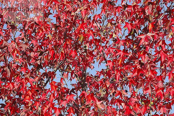 Glatter japanischer Ahorn (Acer palmatum)  rote Herbstblätter an einem Baum  Deutschland  Europa