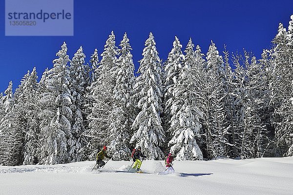 Schneeschuhwanderer vor einem verschneiten Wald auf dem Premium-Winterwanderweg der Hemmersuppenalm  Reit im Winkl  Chiemgau  Bayern  Deutschland  Europa