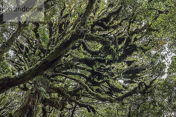 Mit dichtem Moos bewachsene Bäume im Regenwald  Egmont National Park  Taranaki  Nordinsel  Neuseeland  Ozeanien