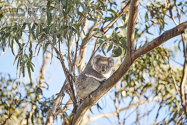 Koala (Phascolarctos cinereus)  sitzend in einem Eukalyptusbaum  Great Otway National Park  Victoria  Australien  Ozeanien