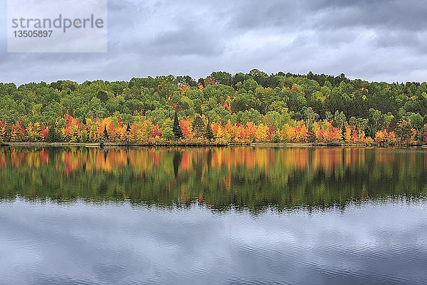 Madawaska River im Herbst  Herbstfärbung  Wasserspiegelung  Nipissing District  Ontario  Kanada  Nordamerika