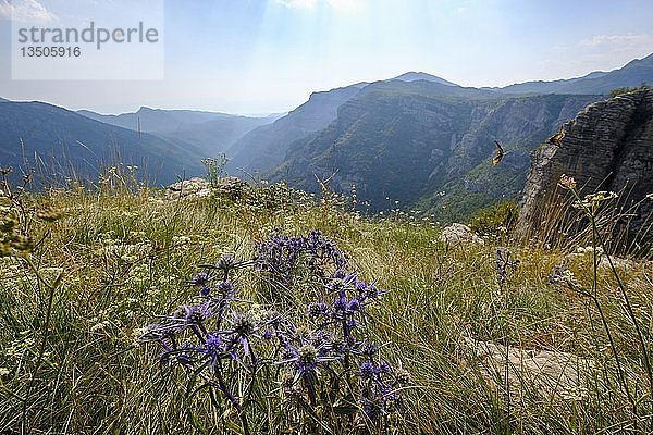 Seelilie (Eryngium)  Cijevna-Schlucht  bei Podgorica  Montenegro  Europa