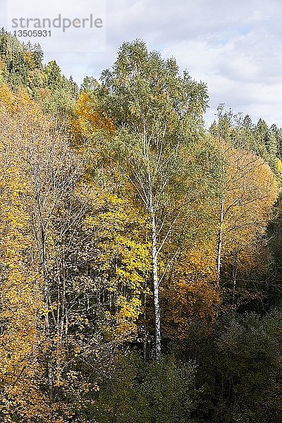 Herbstwald im Walderlebniszentrum Ziegelwiesen  Füssen  Bayern  Deutschland  Europa