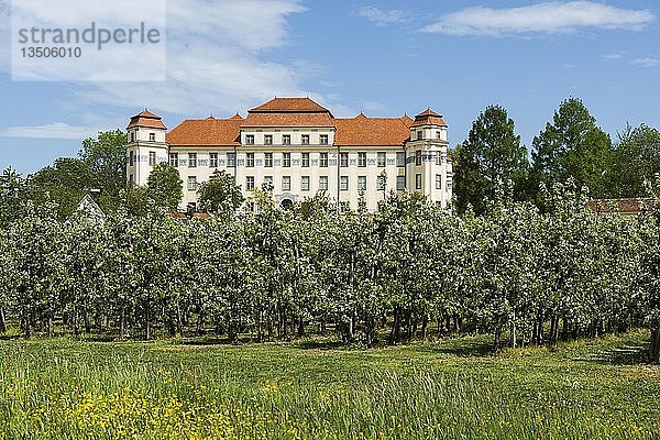 Neues Schloss und blühende Obstbäume  Tettnang  Oberschwaben  Bodenseeregion  Baden-Württemberg  Deutschland  Europa