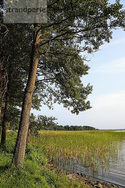 Darginer See  Masurische Seenplatte  Ermland-Masuren  Polen  Europa
