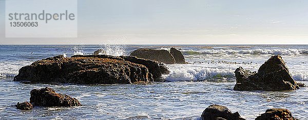 Felsen in der Brandung mit Braunalgen (Phaeophyceae)  Pazifikküste  Cambria  Kalifornien  Vereinigte Staaten  Nordamerika