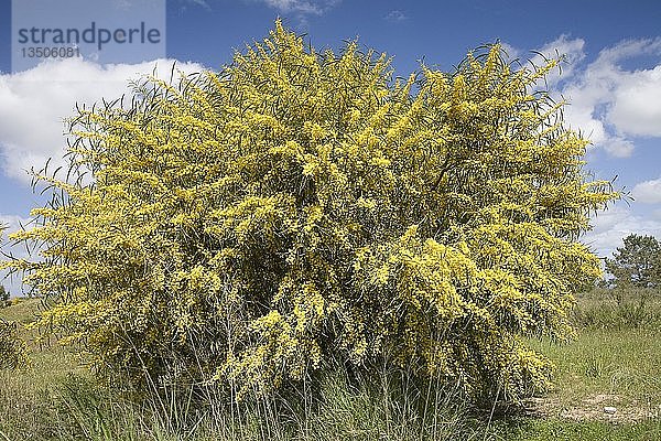 Blühender Silberflechtbaum (Acacia dealbata)  Algarve  Portugal  Europa