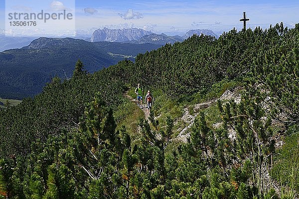 Wanderer zwischen Kiefern auf dem Gipfelkamm des Dürrnbachhorns  Reit im Winkl  Oberbayern  Bayern  Deutschland  Europa