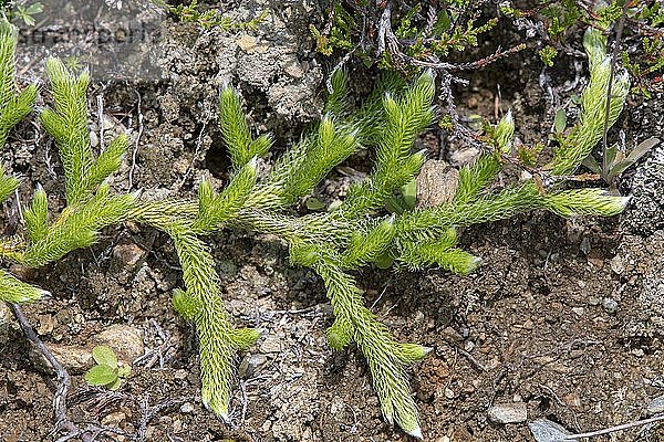 Lycopodium squarrosum (Lycopodium clavatum)  Pillberg  Tirol  Österreich  Europa
