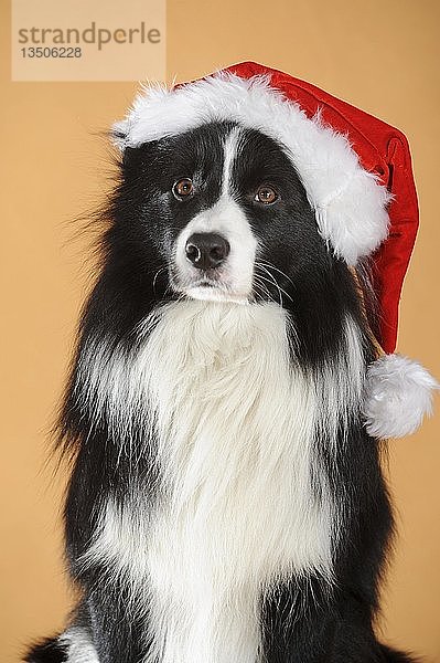 Border Collie  schwarz-weiß  männlich  Tierportrait mit Weihnachtsmannmütze  Studioaufnahme  Österreich  Europa