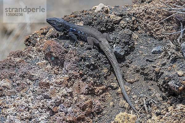 Südliche Kanarische Eidechse (Gallotia galloti) auf Felsen  endemisch  Männchen  Teneriffa  Kanarische Inseln  Spanien  Europa