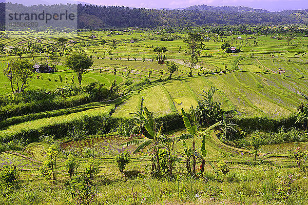 Reisfelder und Reisterrassen  Bali  Indonesien  Asien