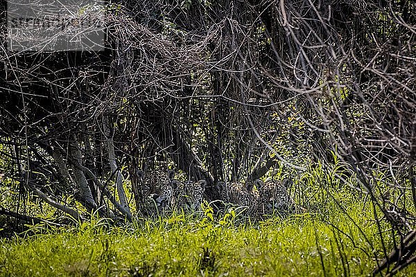 Vier Jaguare (Panthera onca) versteckt in dichter Vegetation im Gebüsch  Barranco Alto  Pantanal  Mato Grosso do Sul  Brasilien  Südamerika