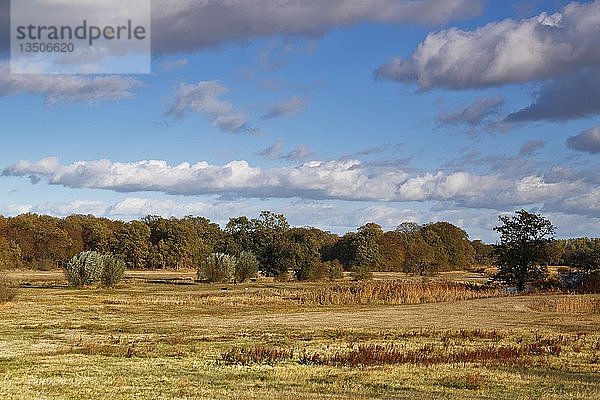 Herbststimmung im Abendlicht auf den Auenwiesen  BiosphÃ?renreservat Mittlere Elbe  Dessau-RoÃŸlau  Sachsen-Anhalt  Deutschland  Europa