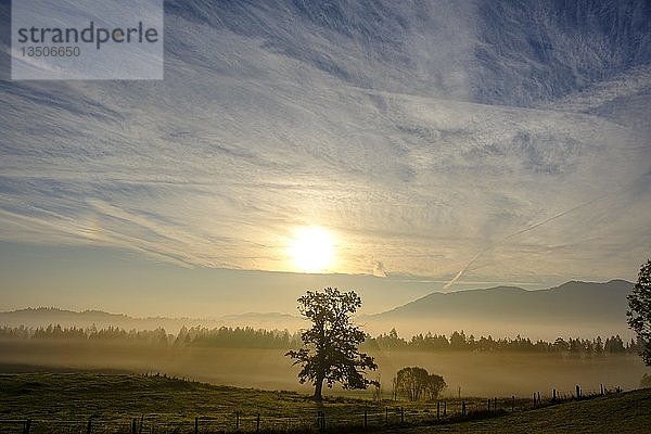 Eiche im Morgenlicht mit Nebel  Nantesbuch bei Bad Heilbrunn  Oberbayern  Bayern  Deutschland  Europa