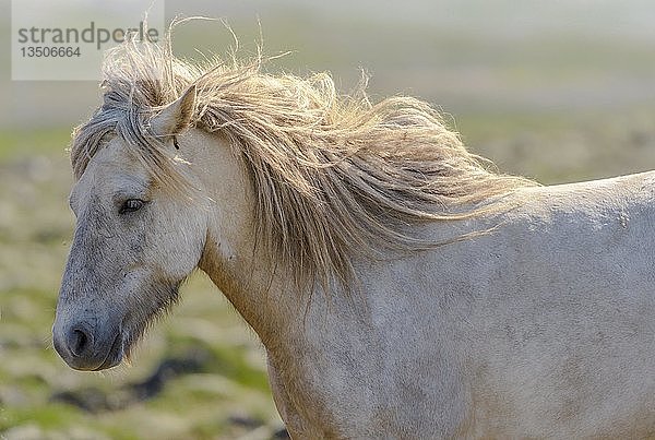 Weißes Islandpferd im Porträt  Wind weht in der Mähne  SauÃ°Ã¡rkrÃ³kur  Akrahreppur  NorÃ°urland vestra  Island  Europa
