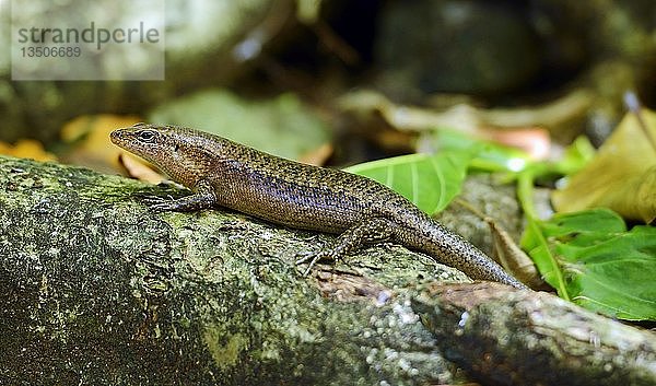 Seychellen-Skink (Trachylepis seychellensis)  Cousin Island  Seychellen  Afrika