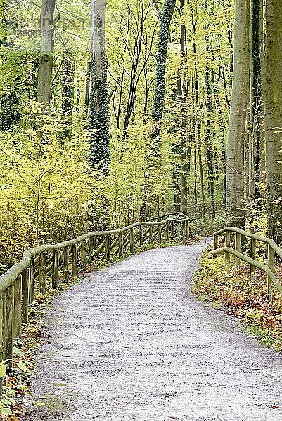 Wanderweg durch Rotbuchen (Fagus sylvatica)  Laubwald im Herbst  Naturschutzgebiet Felsenmeer  Nordrhein-Westfalen  Deutschland  Europa