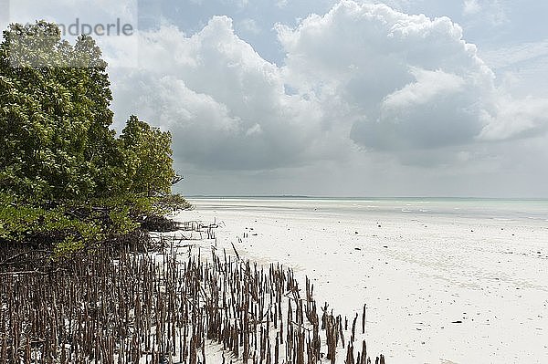 Mangrove  Wald  Baum (Rhizophora)  Stelzenwurzeln  Michanwi Bay Beach  Jozani-Chwaka-Bay National Park  Sansibar  Tansania  Afrika