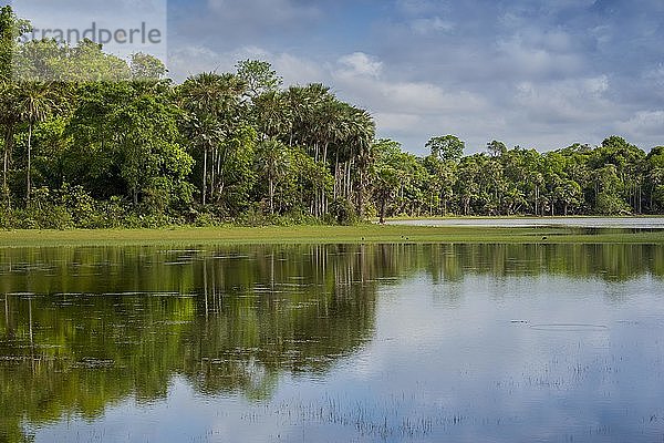 Flusslandschaft am Rio Negro  südliches Pantanal  Fazenda Barranco Alto  Pantanal  Mato Grosso do Sul  Brasilien  Südamerika